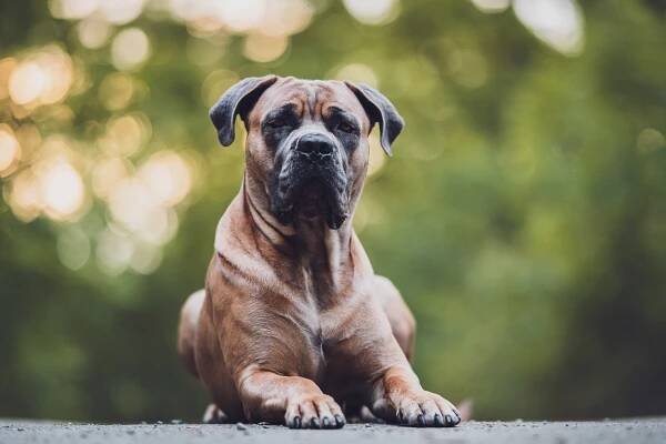 Krycí psi - Cane Corso klub Česká republika