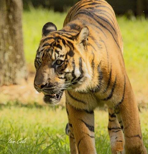 Sumatran tiger on Tumblr