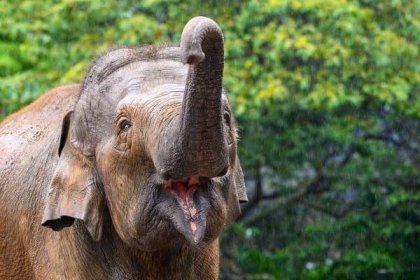slon se baví v době krmení - slon indický slon - stock snímky, obrázky a fotky