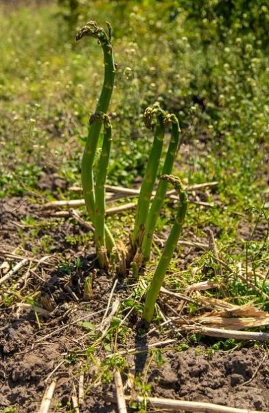 Planting Asparagus Crowns