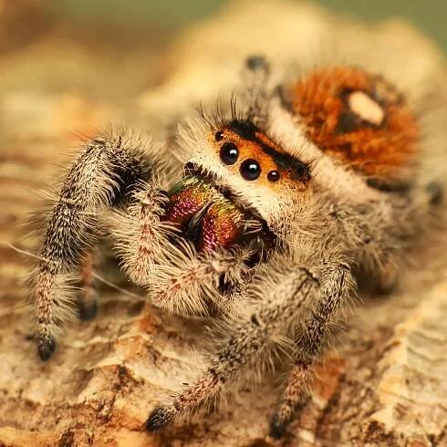 Phidippus regius Everglades | iFauna.cz