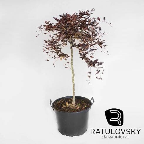 Buk lesný ́Rohan red weeping ́