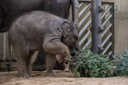 OBRAZEM: Zvířata v pražské zoo si pochutnávala na vánočních stromcích