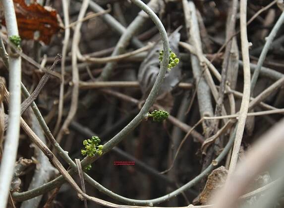 Tinospora cordifolia – eFlora of India