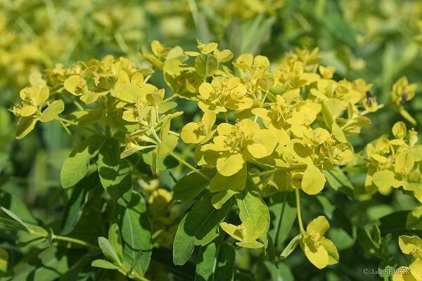 Pryšec kosmatý (Euphorbia illirica)