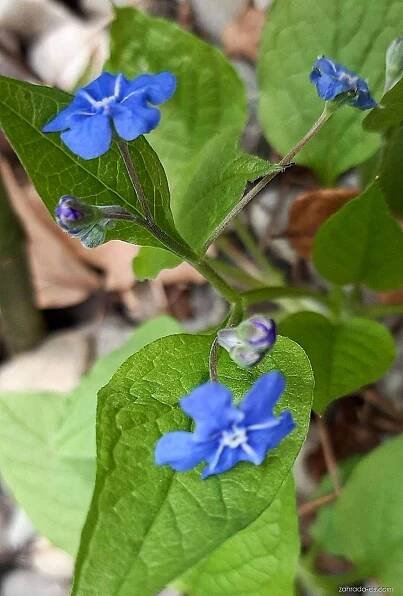 Pomněnkovec (Brunnera)