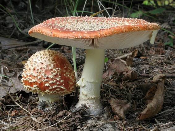 Amanita muscaria - muchomůrka červená - myko.cz