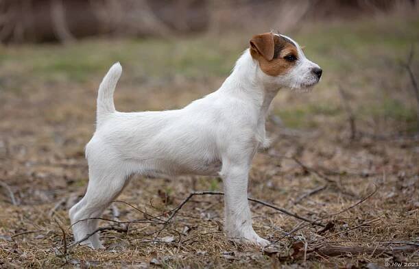 Little Eden Chive - Little Eden Jack Russell Terriers