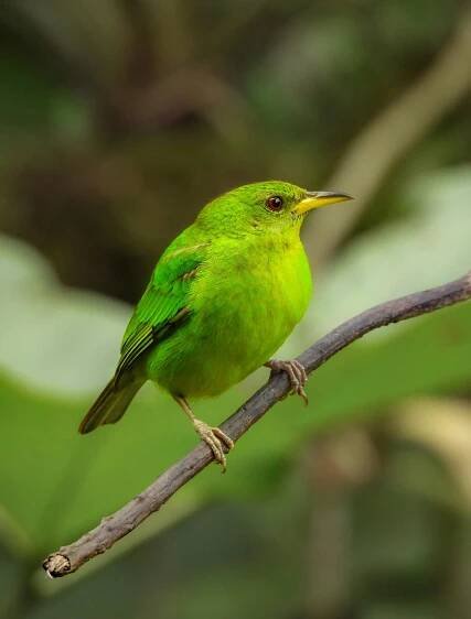 100+ nejlepších fotografií na téma Birdsong · 100% bezplatné stažení · Základové fotografie Pexels