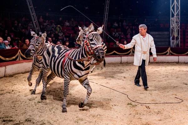Cirkus Humberto jede do Havířova s cílem zbořit limity, čeká se velká návštěva
