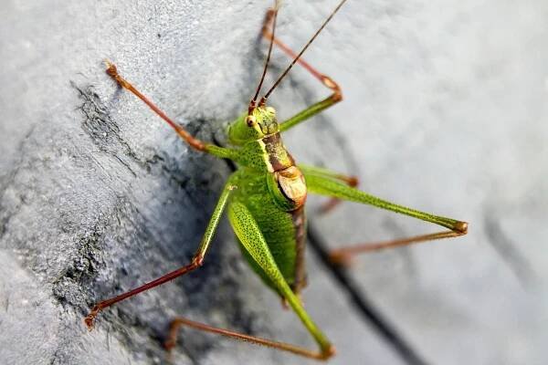 Saranče Zelená Jedovatá - Fotografie zdarma na Pixabay