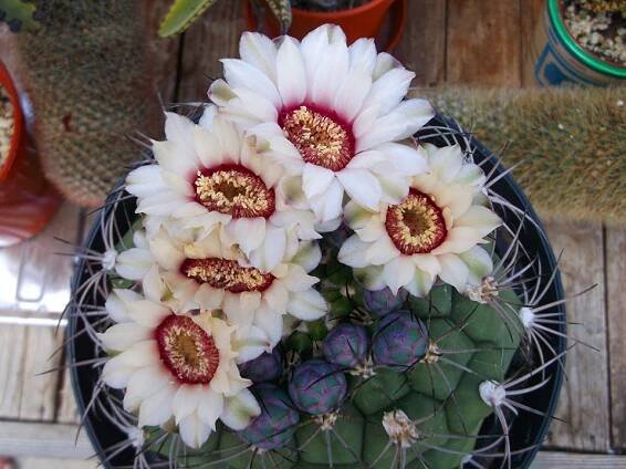 Gymnocalycium pflanzii. Gymnocalycium pflanzii blooms