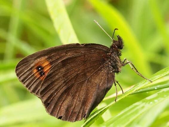 Okáč kluběnkový – Erebia aethiops – fotogalerie
