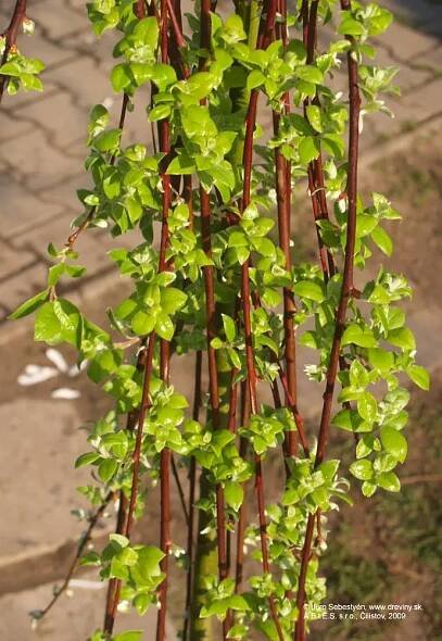 Vŕba rakytová Kilmarnock | Salix caprea Kilmarnock - Záhradníctvo ABIES
