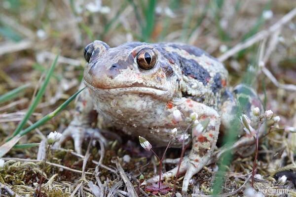 Blatnice skvrnitá | Naturfoto.cz