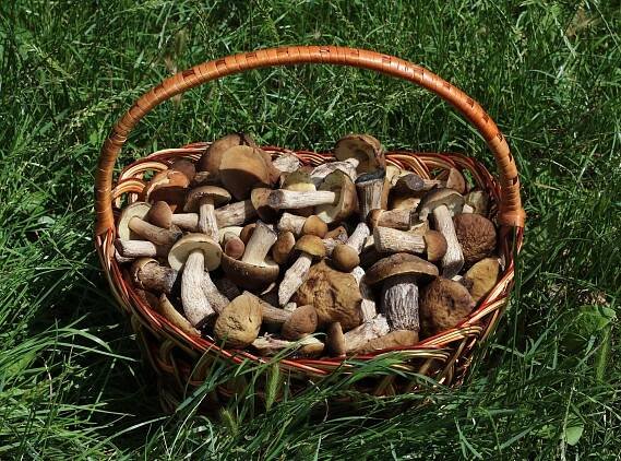 Soubor:Edible fungi in basket 2018 G1.jpg – Wikipedie