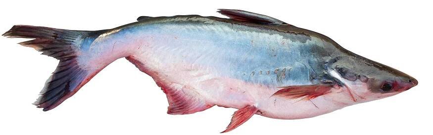 Pangasius