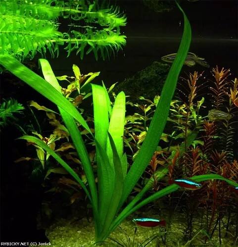 Sagittaria platyphylla  | © LeRi
