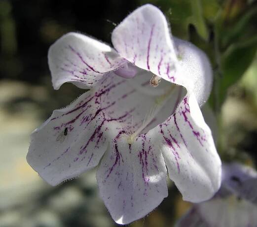 Penstemon cobaea