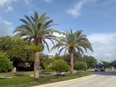 Sylvester Palm Trees