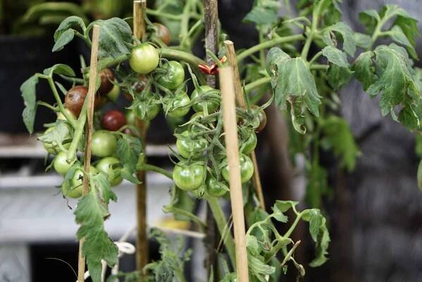 Green cherry tomatoes growing on a vine in between wooden stakes