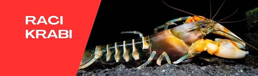 Raci a Krabi rozzáří vaše akvárium - Shrimpaqua.eu