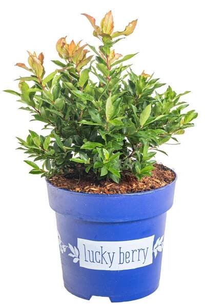Kanadská borůvka, Vaccinium corymbosum Luckyberry, skladem | ZAZUMi.cz