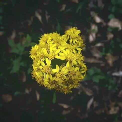solidago virga-aurea+©cecilialattari