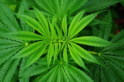 Jak zasít a pěstovat marihuanu