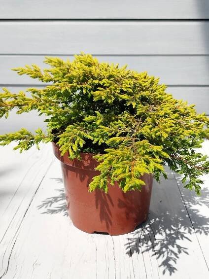 Juniperus communis 'Goldschatz' - Záhradníctvo Čambor