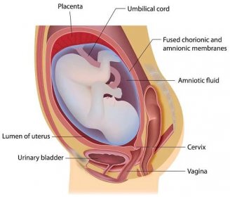 Abrupt Placenta – What Is It and How Does It Affect Pregnancy?