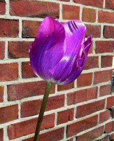 Krásný tulipán od K123456 za úpravu šablony
