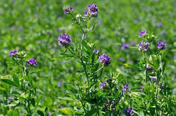 Tolice vojtěška (Medicago sativa) – Michael G McKinne / Shutterstock