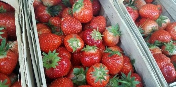 BEZKONKURENČNÍ CENA jahod na tržnici v Libenicích - jedno kilo za 55,- Kč!