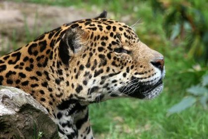 File:Jaguar Amneville.JPG - Wikimedia Commons