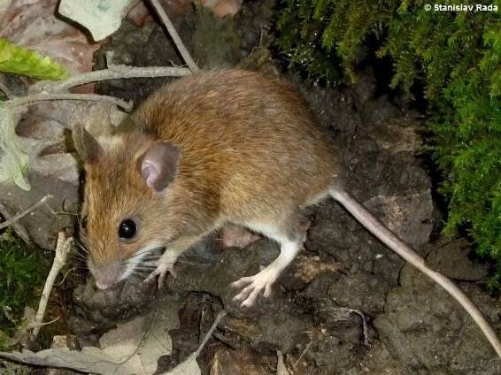 Apodemus flavicollis – myšice lesní | Muridae - myšovití | Natura Bohemica