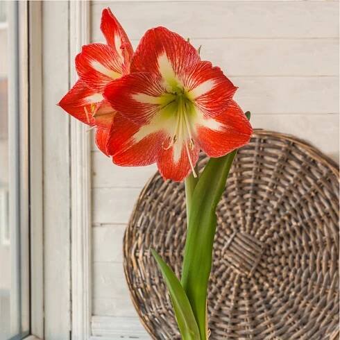 Hvězdník Minerva – Hippeastrum – cibulky – amarylka pěstování