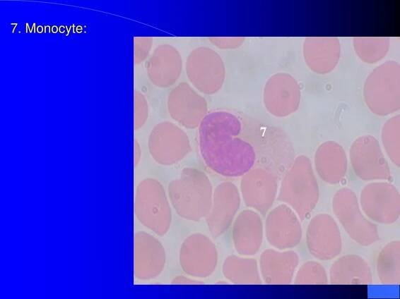 PPT - Connective tissue 2 PowerPoint Presentation, free download - ID:214368