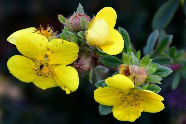 mochna křovitá / dasiphora fruticosa