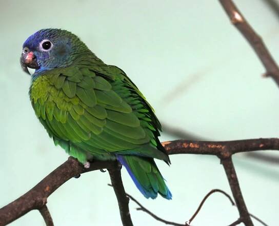 Amazonie v novém | Zoo Plzeň