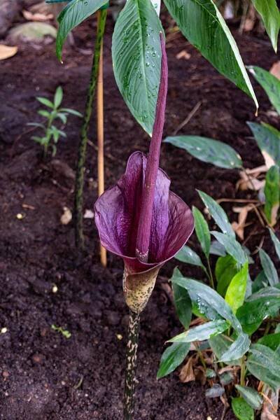 Ligblomst, Titan Arum, Květinová Tapeta