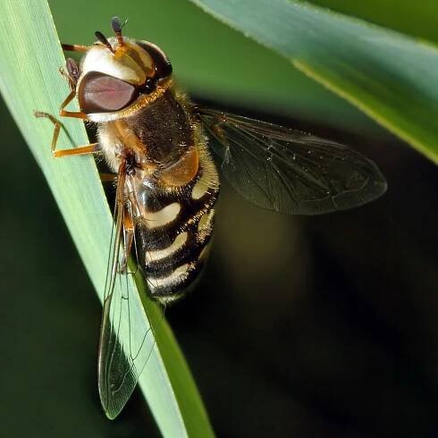 Soubor:Scaeva pyrastri (aka).jpg – Wikipedie