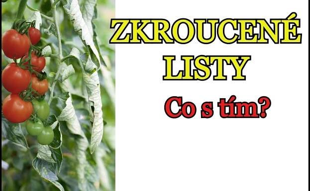 PROBLÉM! RAJČATA - ZKROUCENÉ LISTY U RAJČAT - Listy se rajčatům kroutí, co s tím?