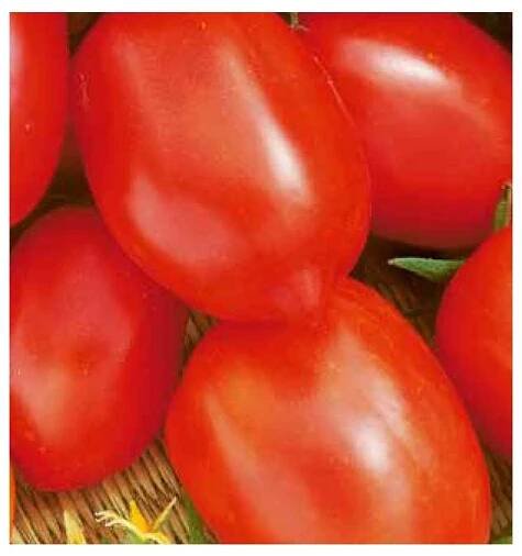 RAJČE KEŘÍČKOVÉ - DENÁR (SOLANUM LYCOPERSICUM) - 0,5 G - SEMENIŠTĚ