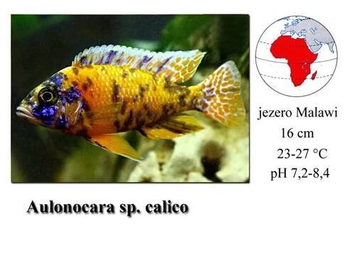 Tlamovec / Aulonocara sp. calico