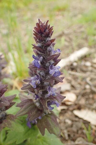 Zběhovec lesní (Ajuga genevensis)