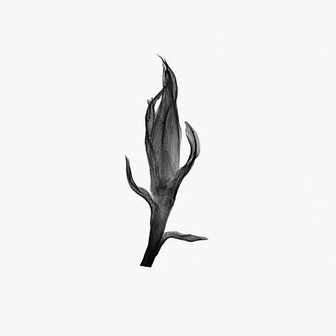 masquerade_15