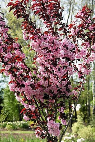 Sakura ozdobná ROYAL BURGUNDY 120cm