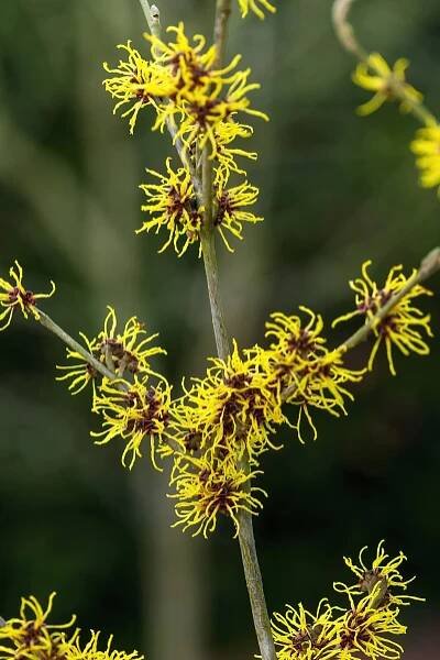 Witch Hazel shrub with soft yellow fall foliage and spidery late-season yellow blooms.