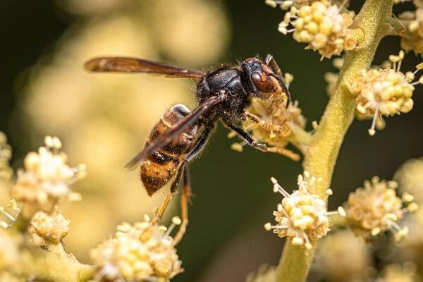 Vespa velutina (Zdroj: Shutterstock)
